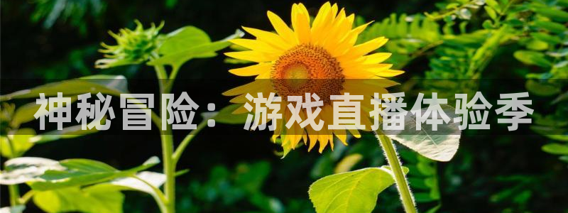 杜邦娱乐什么意思：神秘冒险：游戏直播体验季